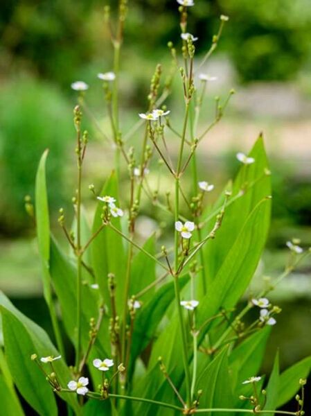 Lanzenblättriger Froschlöffel / Alisma lanceolatum