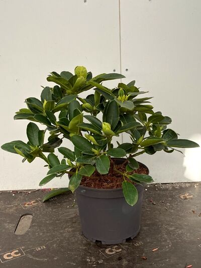 Rhododendron Hybride 'Bellini' (Rhododendron) 30-40 cm C5, kompakter Strauch im schwarzen Pflanztopf mit dunkelgrünen Blättern.