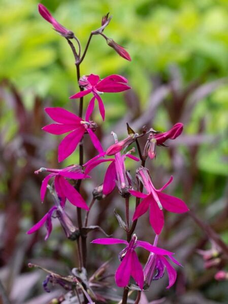 Lobelia x gerardii Russian Princess  /
