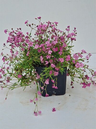 Kriechendes Schleierkraut Gypsophila repens 'Rosea Compacta' P9 im Topf, mit rosa Blüten und schmalen grünen Blättern.