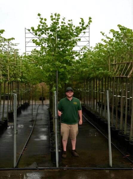 Tilia cordata ‚Greenspire‘ Winter-Linde Hochstamm-Spalier, Stammhöhe 200 cm, am Spaliergerüst erzogen, belaubt.
