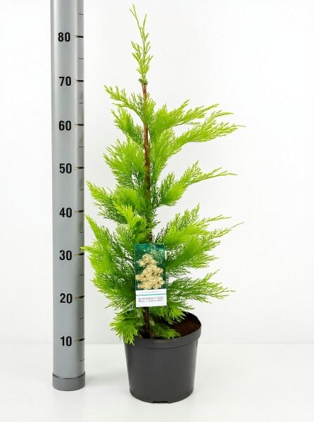 Leyland Zypresse 'Gold Rider' (Cupressocyparis leylandii) 40-60 cm C3 im Topf mit gelbgrünem, nadeligem Laub