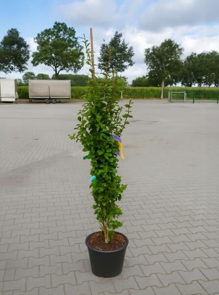 Parrotia persica 'Persian Spire', säulenförmiger Eisenholzbaum, 100-125 cm, C12, im schwarzen Pflanztopf mit grünem Laub