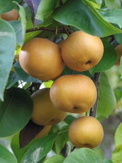 Spalierobst 'Nashi Kumoi' U-Form / Pyrus 'Nashi Kumoi'