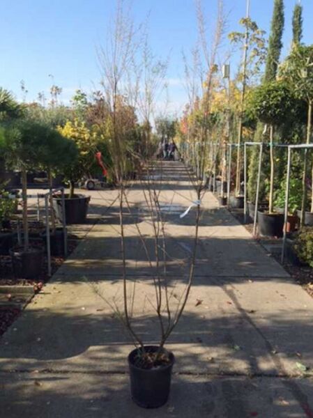 Frühlings-Tamariske (Tamarix parviflora) 150-175 cm C20, laubfreier Strauch im schwarzen Pflanzcontainer mit aufrechten Trieben.