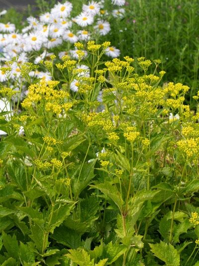 Gold-Baldrian / Patrinia gibbosa