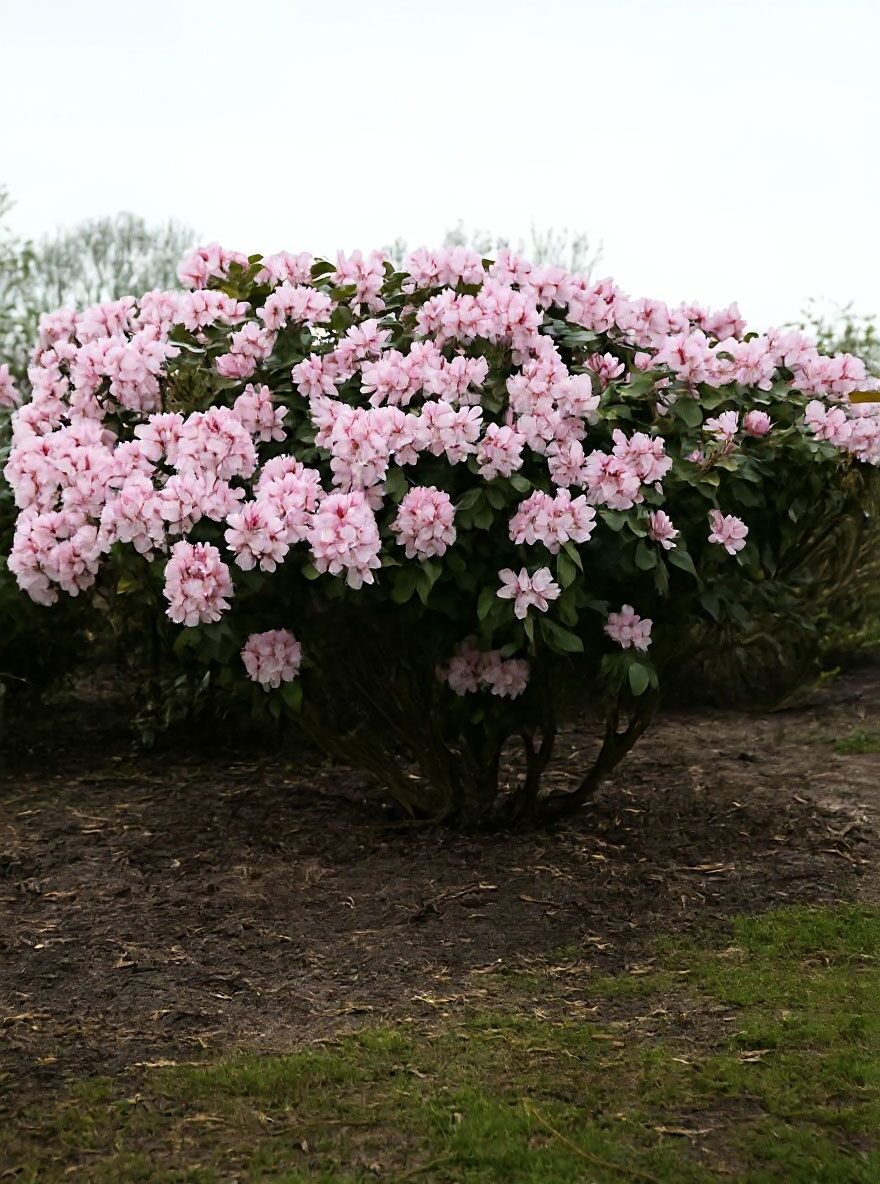 Rhododendron 'Le Progrs' - Rhododendron Hybride 'Le Progrs' - Baumschule  NewGarden