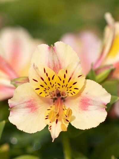 Alstroemeria cultorum 'Little Miss Christina ®' / Inkalilie