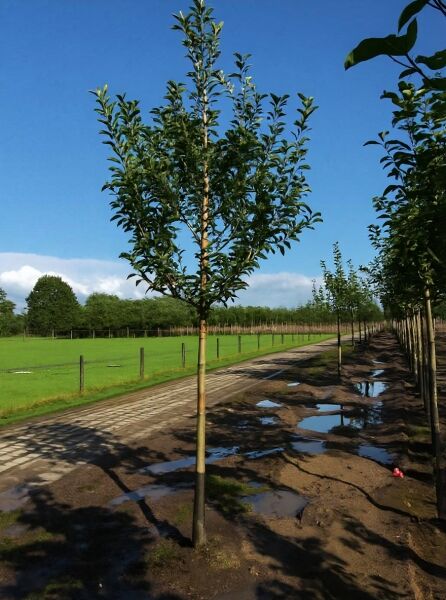 Apfelbaum Malus domestica 'James Grieve', Hochstamm 20-25 StU mit Drahtballen, junger Baum mit Stamm und grüner Krone.