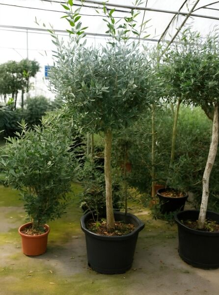Olea europaea (Olivenbaum/Echter Ölbaum) Halbstamm 12-14 StU im Container C35, kugelige Krone mit schmalen Blättern.