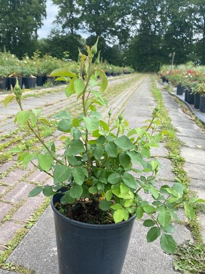 Rosa 'Imogen' / Englische Rose 'Imogen' C5 im schwarzen Pflanztopf, grünes Laub, mehrere Triebe und Knospen sichtbar.