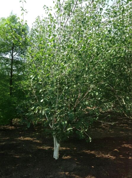 Weißrindige Himalaja-Birke 'Doorenbos' (Betula utilis 'Doorenbos') 400-450 cm m. Db., Baum mit weißer Rinde und grünem Laub