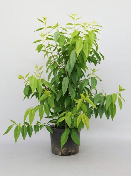 Chinesische Winterblüte (Chimonanthus praecox) 100–125 cm C20, grüner Strauch im schwarzen Pflanzcontainer mit Laubtrieb