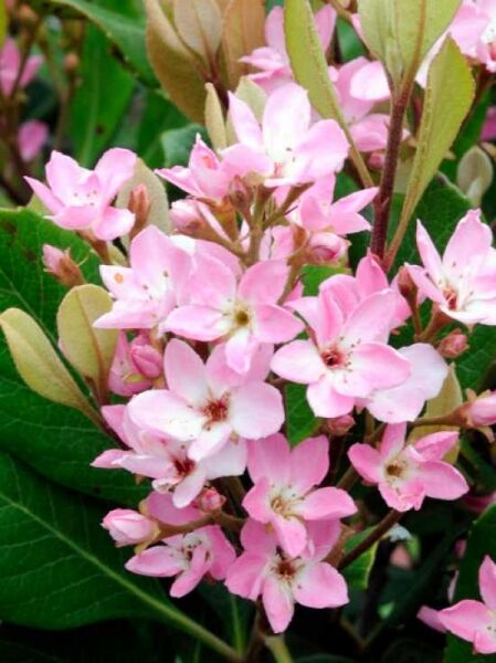 Rhaphiolepis indica 'Springtime' / Japanische Weißdolde 'Springtime'