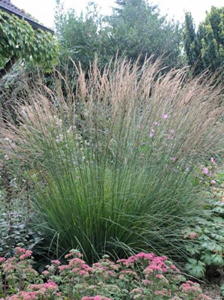 Molinia caerulea 'Heidebraut' / Garten-Pfeifengras / Kleines Pfeifengras