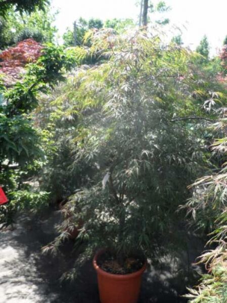 Roter Schlitz-Ahorn (Acer palmatum) 'Dissectum Atropurpureum' im Topf, 100–125 cm, mit fein geschlitztem Laub.
