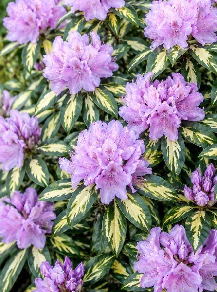 Rhododendron 'Goldfinger' - Rhododendron Hybride 'Goldfinger'