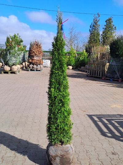 Thuja occidentalis 'Smaragd' Toskanasäule (Lebensbaum) 125-150 cm, schlanke immergrüne Konifere als Ballenware mit Stammform