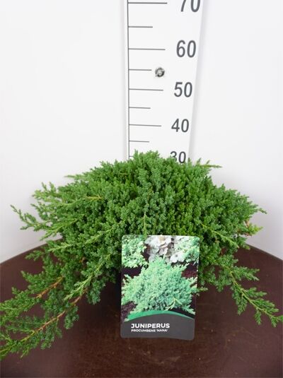 Juniperus procumbens 'Nana' / Japanischer Kriech-Wacholder, kriechender Nadelstrauch im Container C7, 50–60 cm breit