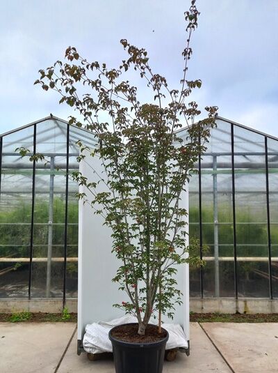 Chinesischer Blumen-Hartriegel 'Wieting's Select' (Cornus kousa var. chinensis) als mehrstämmiger Strauch im Topf, belaubt.