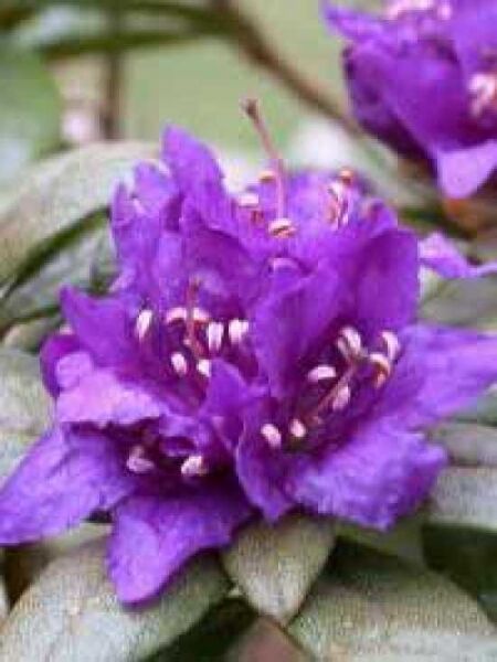 Zwerg-Rhododendron russatum / Rhododendron russatum