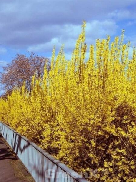 Forsythie 'Spectabilis' / Goldglöckchen 'Spectabilis ®' / Forsythia intermedia 'Spectabilis ®'