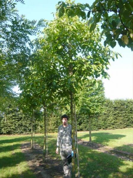 Juglans regia 'Broadview', Gemeine Walnuss 'Broadview' als Hochstamm mit geradem Stamm und grüner Krone im Feldanbau.