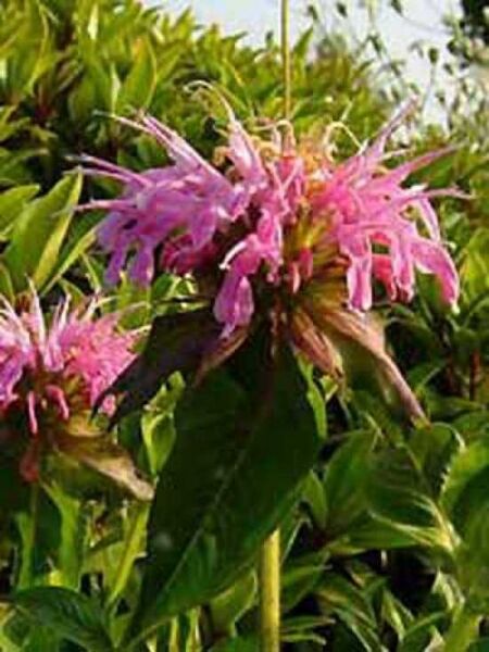 Monarda 'Croftway Pink' / Garten-Indianernessel