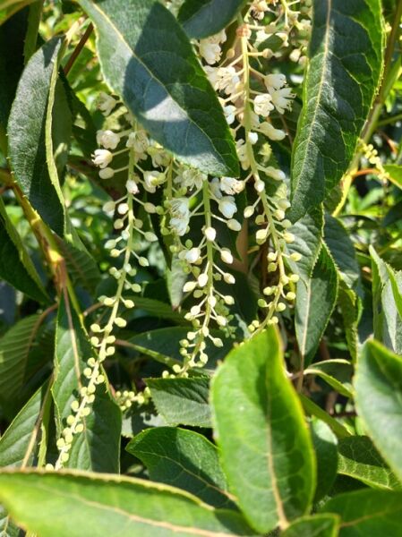 Silberkerzenstrauch &#039;Great Star&#039; ® / Clethra barbinervis &#039;Great Star&#039; ®