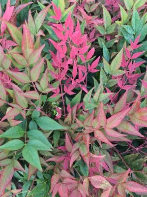 Heiliger Bambus / Himmelsbambus 'Obsessed' - Nandina domestica 'Obsessed'