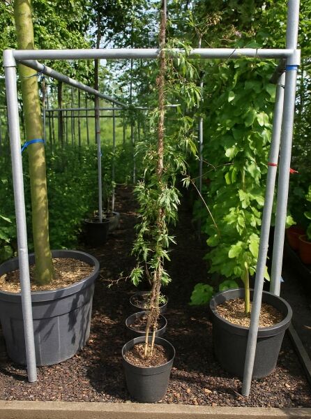 Passiflora caerulea / Blaue Passionsblume 150-175 cm C7, Kletterpflanze im Topf am Stab gezogen mit grünen Blättern