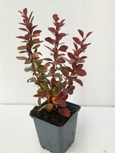 Berberitze (Berberis thunbergii) 'Red Rocket' im P9-Topf, kompakter Strauch mit aufrechten Trieben und roten Blättern.