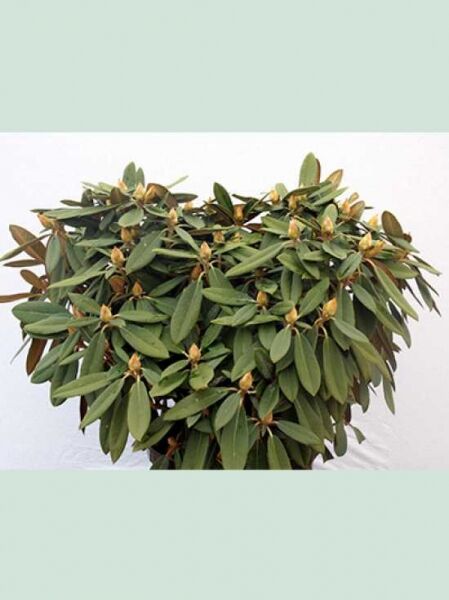 Rhododendron yakushimanum 'Maifreude' / Rhododendron 'Maifreude', Solitärstrauch mit immergrünem Laub, 70-80 cm Breite, m. B.