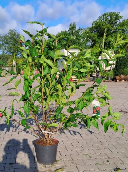 Weigela 'Candida' / Weigelie 'Candida', 80–100 cm, C7, im Topf mit aufrechtem, mehrtriebigem Wuchs und grünem Laub