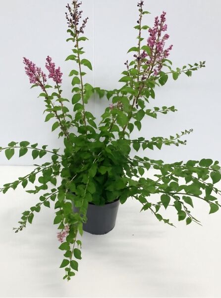 Syringa microphylla 'Superba' / Herbstflieder 'Superba' 80-100 cm C7.5, Strauch im Topf mit grünen Blättern und rosa Blütenrispen