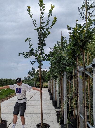 Prunus avium 'Hedelfinger Riesenkirsche' / Süßkirsche 'Hedelfinger Riesenkirsche', Wahlerkirsche Hochstamm im Container, 12-14 StU