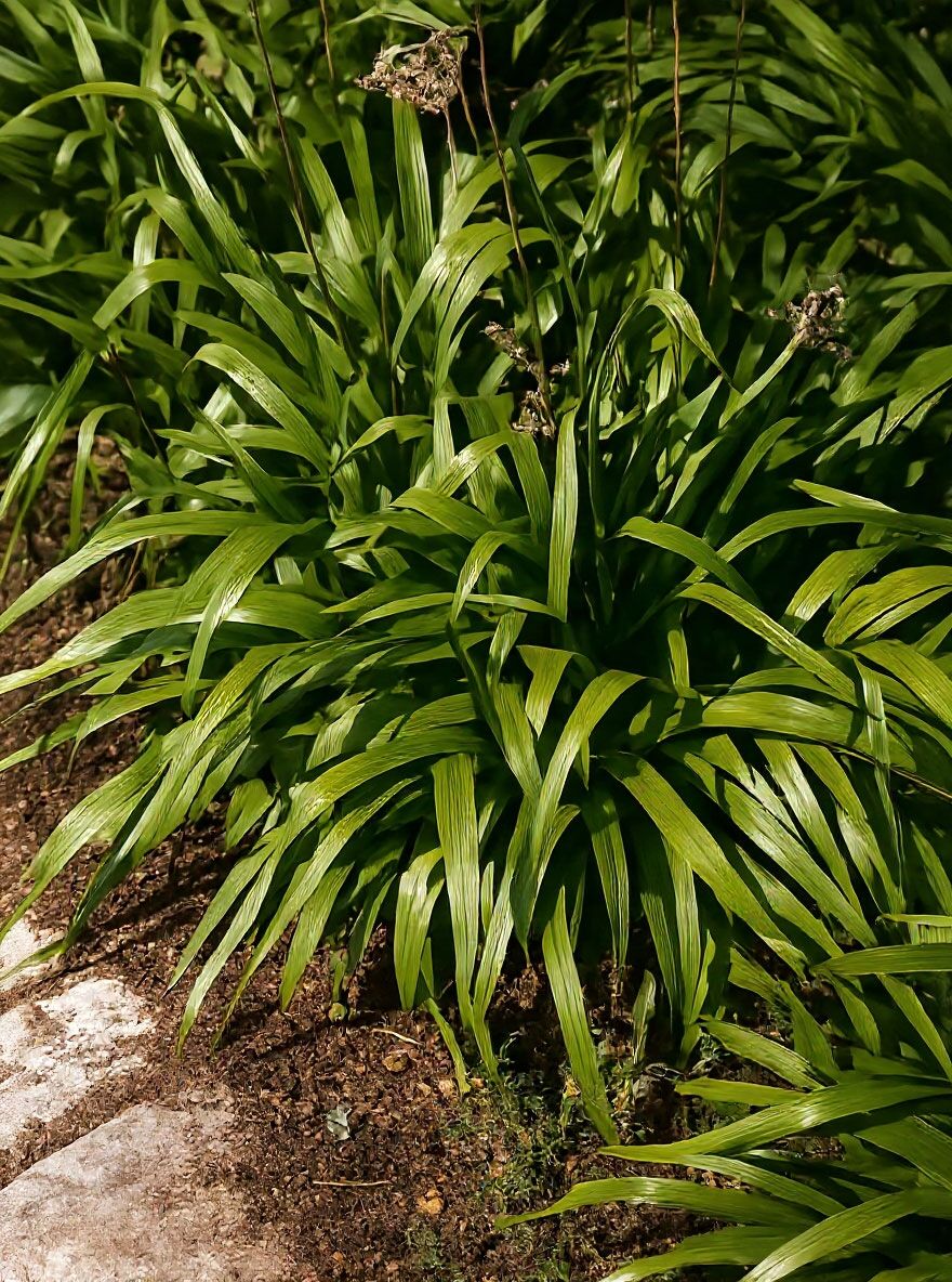 waldmarbel-luzula-sylvatica-baumschule-newgarden