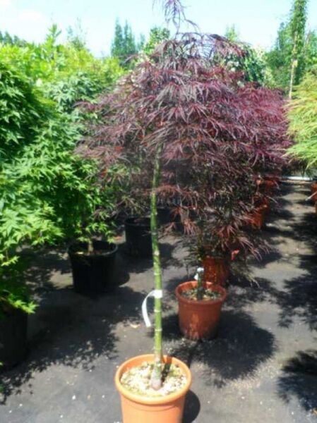 Acer palmatum 'Tamukeyama' / Fächer-Ahorn 'Tamukeyama' auf Stamm, 80 cm Stamm, C12, rotes Laub im Topf
