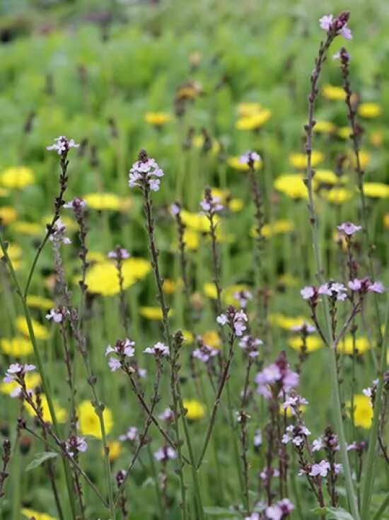 Echtes Eisenkraut / Verbena officinalis