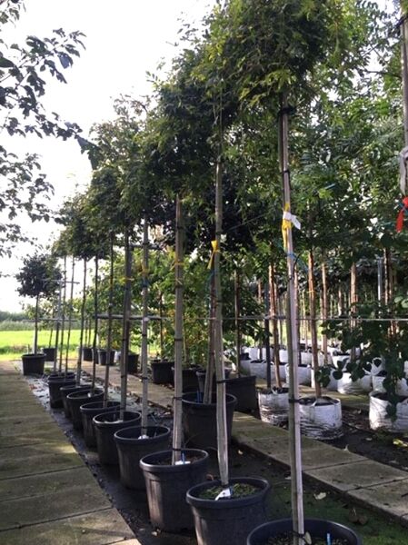 Grüner Hänge-Fächer-Ahorn Acer palmatum 'Ryusen' Hochstamm im Container, gestützt, mit grünem Laub und überhängender Krone.