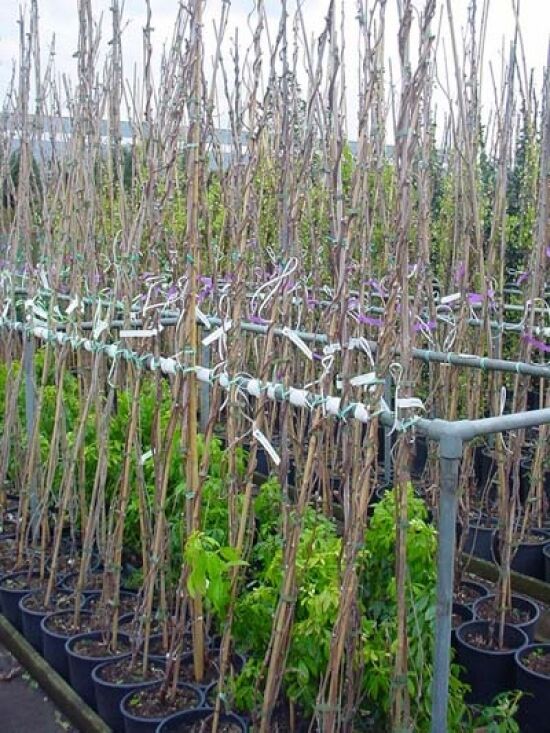 Weier japanischer Blauregen 'Longissima Alba' - Wisteria floribunda  'Longissima Alba'