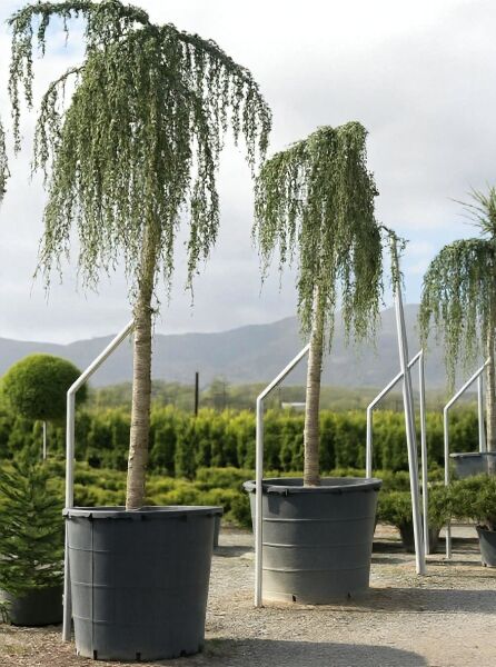 Trauer-Libanon-Zeder (Cedrus libani 'Glauca Pendula'), Hochstamm 25-30 StU, im Container, mit hängendem Wuchs.