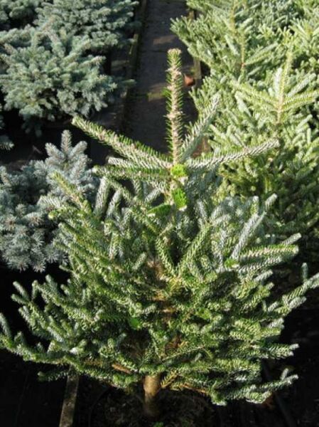 Korea-Tanne 'Silver Show' (Abies koreana), 50-60 cm C10, Nadelgehölz mit silbrig-grünen Nadeln und aufrechtem Leittrieb.