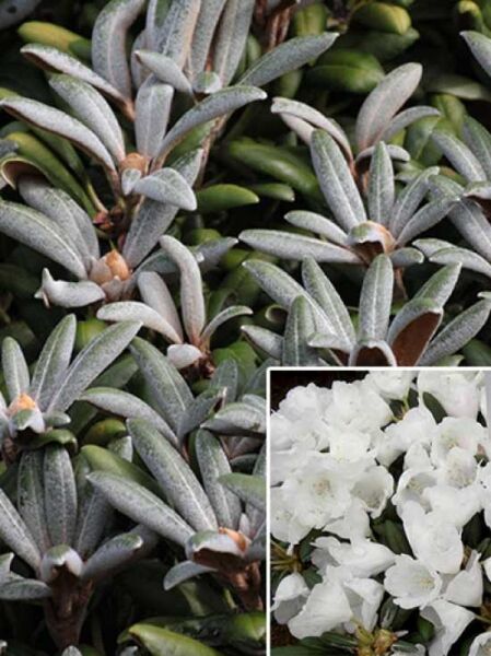 Rhododendron 'Silberzwerg' / Rhododendron 'Silberzwerg'