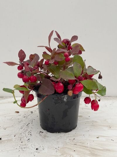Niedrige Scheinbeere - Gaultheria procumbens