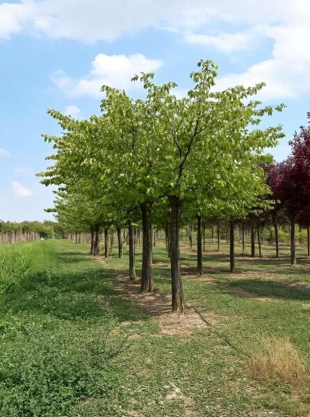 Prunus serrulata 'Ukon' (Japanische Zierkirsche 'Ukon') Hochstamm 25-30 StU m. Db., Baum mit grüner Krone im Feldbestand