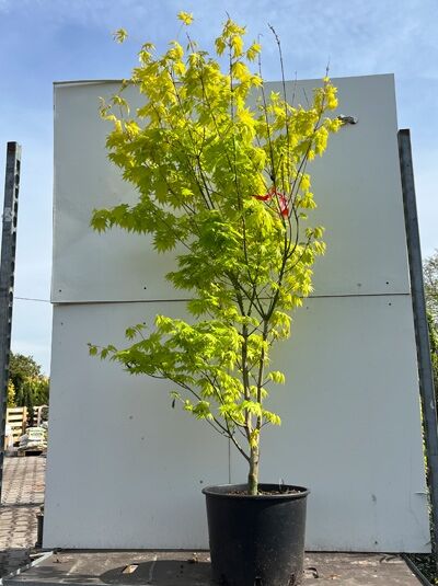 Goldahorn 'Jordan' / Acer shirasawanum 'Jordan'