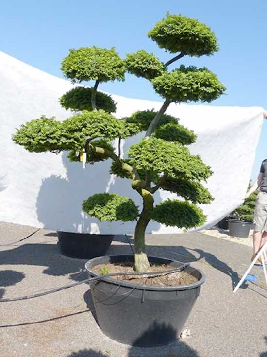 eibe winterhart Eibe-Hecke (Taxus baccata) kaufen – Mein schöner Garten Shop main image 0