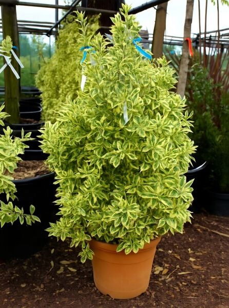 Japanischer Spindelstrauch 'Bravo' (Euonymus japonicus 'Bravo') im Topf, gelb-grün panaschiertes Laub, 80–100 cm, C35