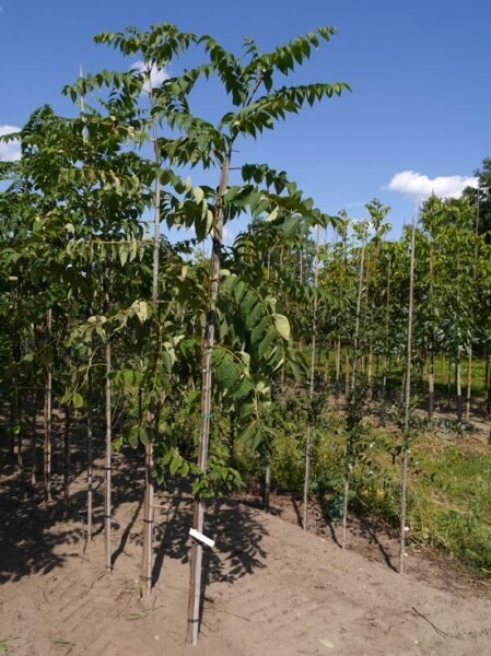 Phellodendron amurense / Amur-Korkbaum